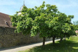 Kloster Schöntal, Klostergarten, Mispelbaum