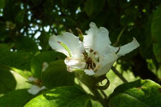 Kloster Schöntal, Klostergarten, Ansicht der Blüte eines Mispelbaums im Abteigarten